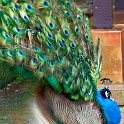 slides/IMG_1149.jpg peacock, peafowl, bird, wildlife, unfurling, displaying, opening, wheel, train, plumage, display, feather, colour, bird park, kuala lumpur, malaysia SEAK11 - Peacock, Bird Park, Kuala Lumpur, Malaysia